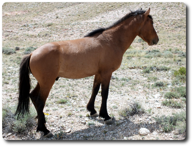 Bericht Mustang