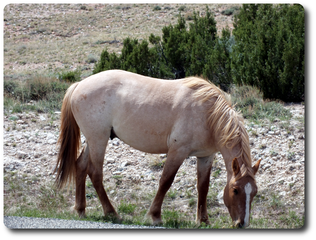 Bericht Mustang