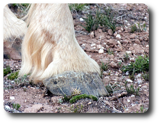 Bericht Mustang