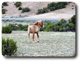 Bericht Mustang Pferd