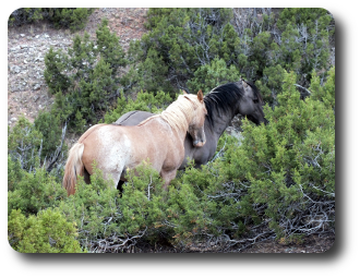 Bericht Mustang Pferde