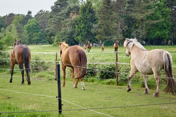 Keep it natural Paddock Trail