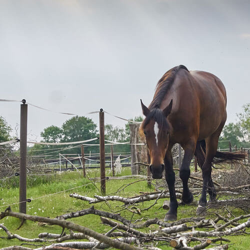 Keep it natural Paddock Trail